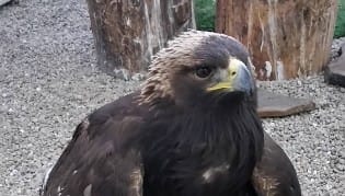 Lead Poisoning Harming Eagles in Northwest Montana