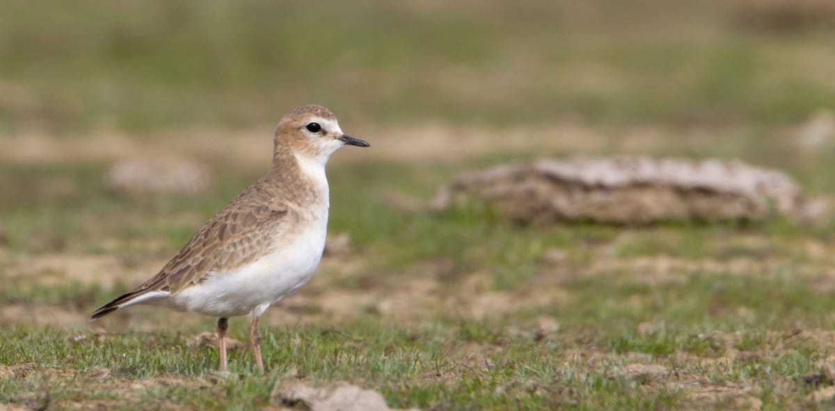 FWP and Partners Collaborate to Assess Mountain Plover Populations