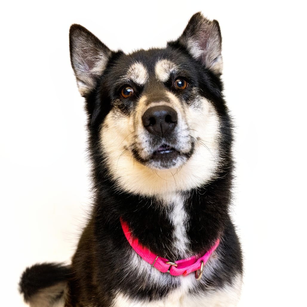 Maclean-Cameron Animal Adoption Center Pet of the Week - Paige