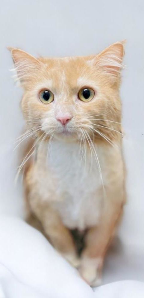 Maclean-Cameron Animal Adoption Center pet of the week - Peaches