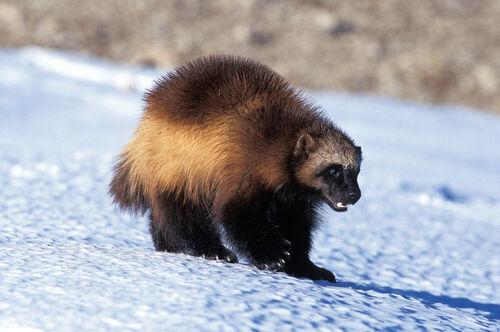 Montana Files Notice of Intent to Sue Over Wolverine Listing