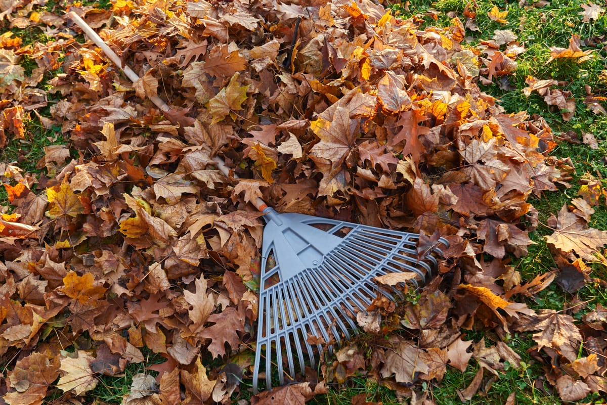 Second/Final Round: 2025 Annual Fall Leaf Pickup Program