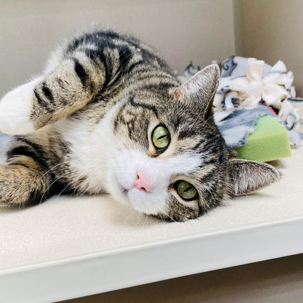 Maclean-Cameron Animal Adoption Center Pet of the Week - Rebel