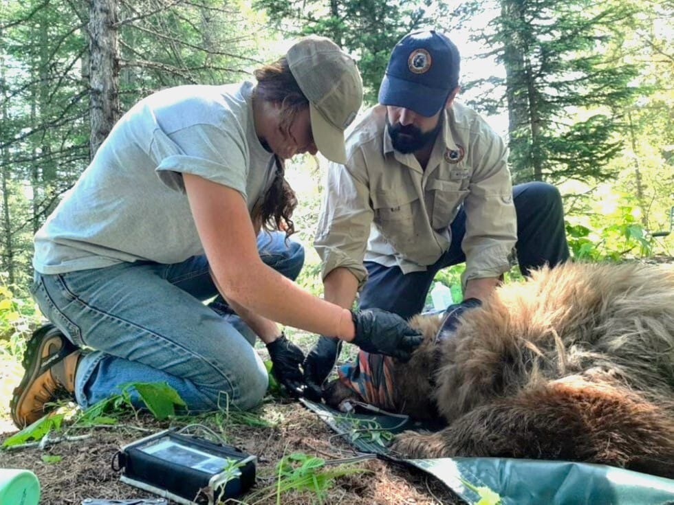 Black Bear Research Project Underway in Central Montana