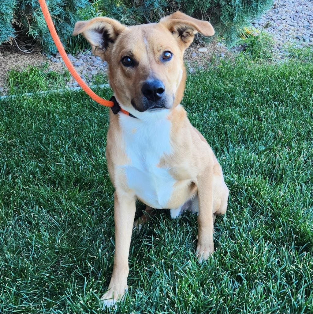 Maclean-Cameron Animal Adoption Center Pet of the Week - Robert
