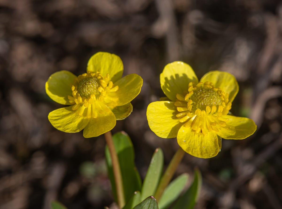 Buck's Native Plant Corner - Sagebrush Buttercup