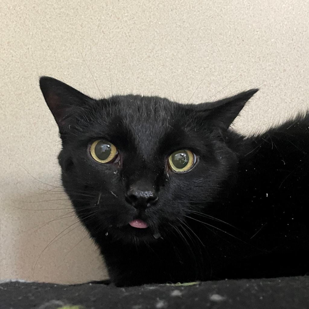 Maclean-Cameron Animal Adoption Center Pet of the Week - Sixx