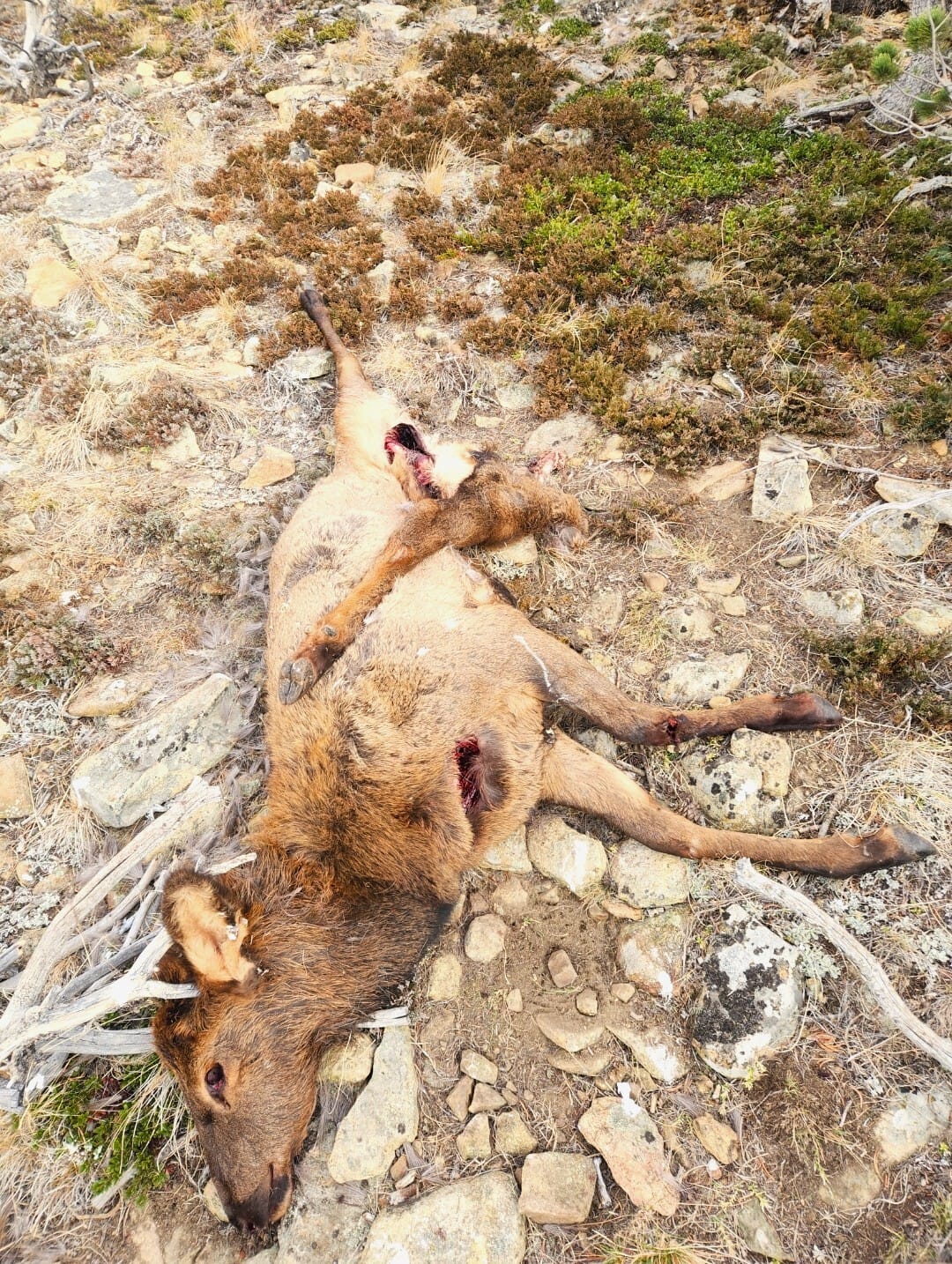 Information Sought on Three Elk Poached Near Augusta