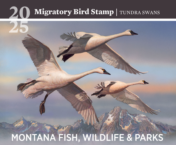2025 Migratory Bird Stamp Announced