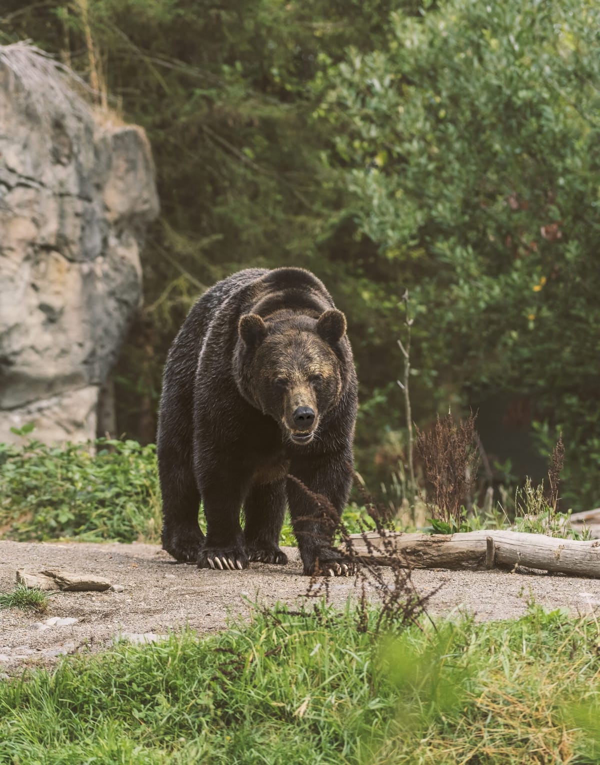 Grizzly Bear Killed in Encounter with Hunter South of Placid Lake
