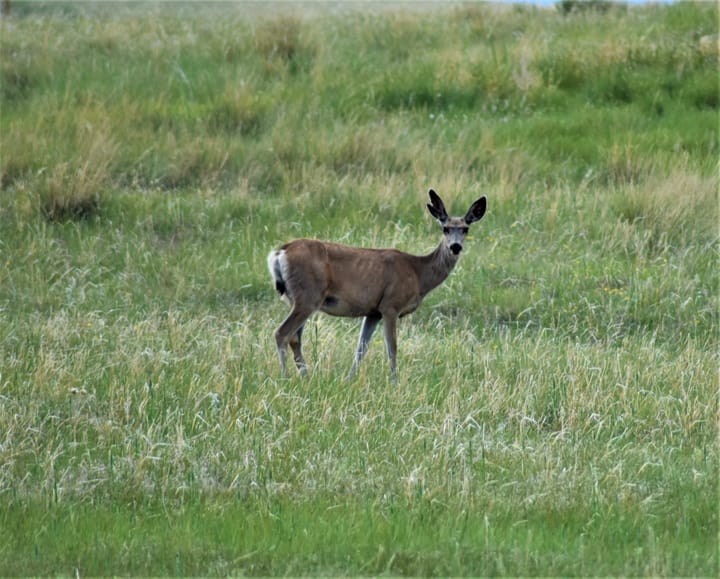 New Hunting, Fishing and Conservation License Year Begins