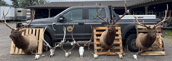Six Suspects Charged by FWP in Bull Mountains Poaching Case