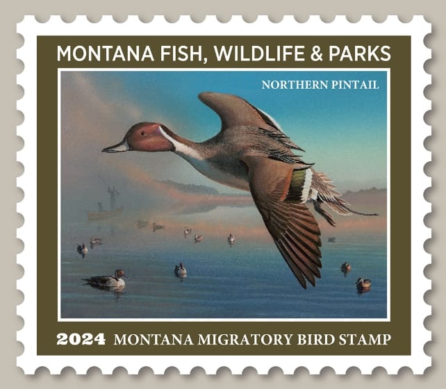 2025 Montana Migratory Bird Stamp Contest Opens