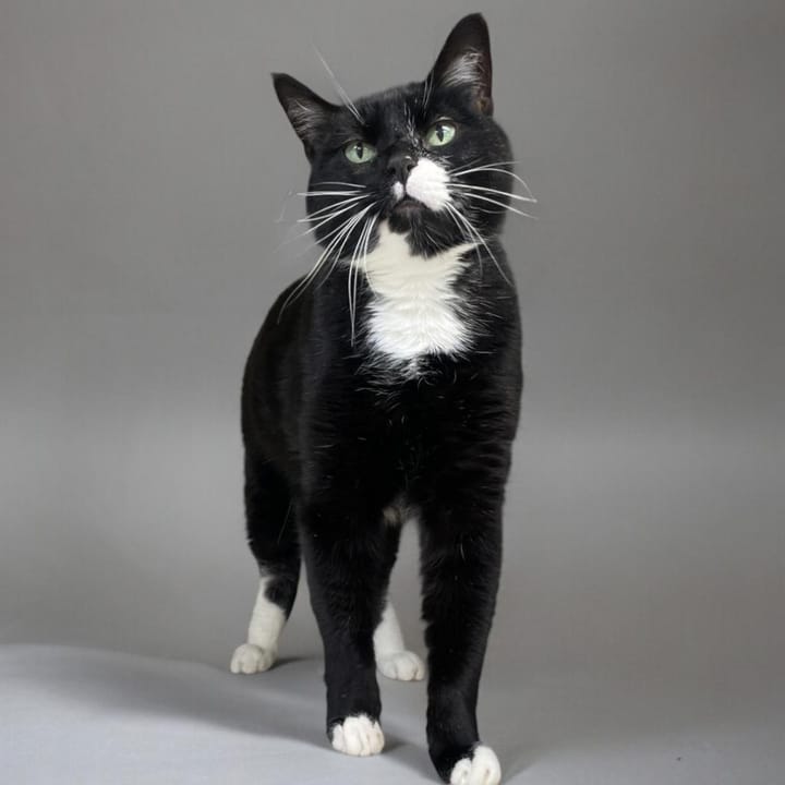 Maclean-Cameron Animal Adoption Center Pet of the Week - Melvin