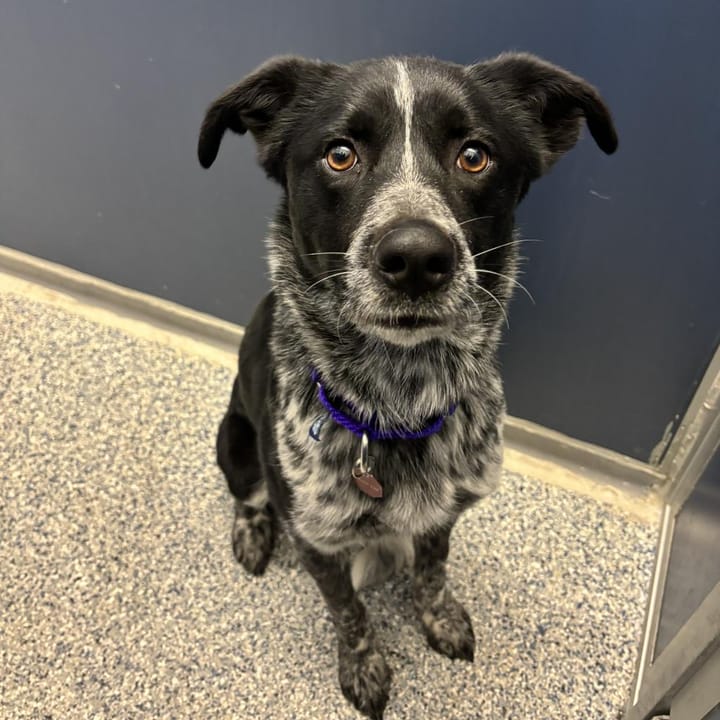 Maclean-Cameron Animal Adoption Center Pet of the Week - Coda