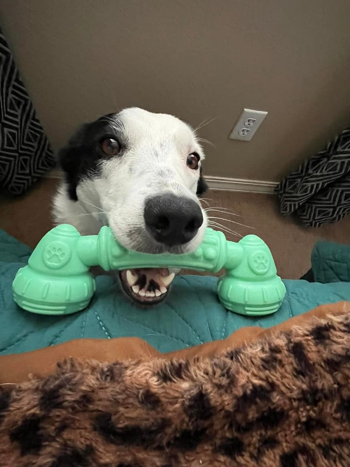 Spotty Dog Treat Co Bakes All Natural Fresh Treats