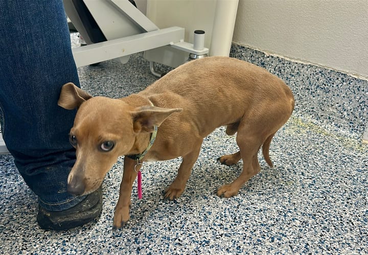 Cascade County Sheriff’s Office Investigates Animal Cruelty Case
