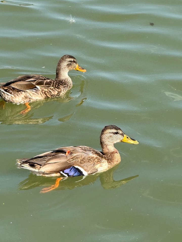 Information Sought in Investigation of Illegal Use of Blow Darts on Montana Wildlife