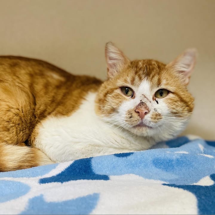Maclean-Cameron Animal Adoption Center Pet of the Week - Banksy