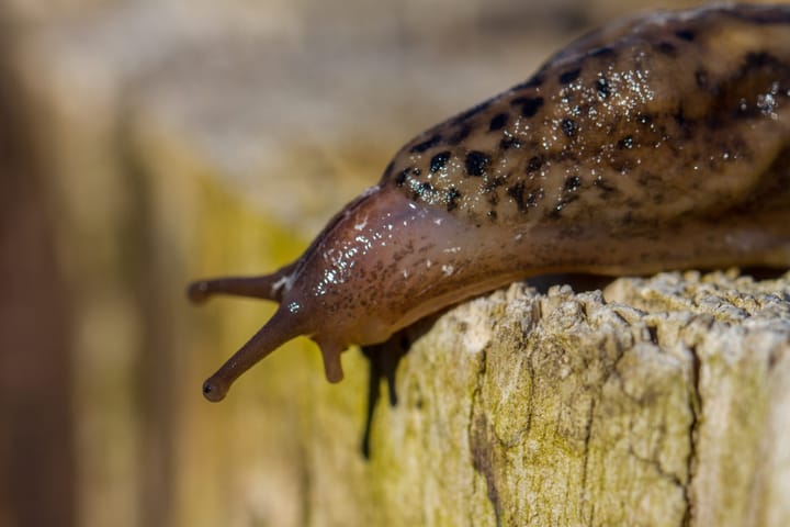Invasion of the Garden Snatchers