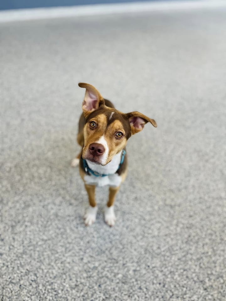 Maclean-Cameron Animal Adoption Center Pet of the Week - Coco