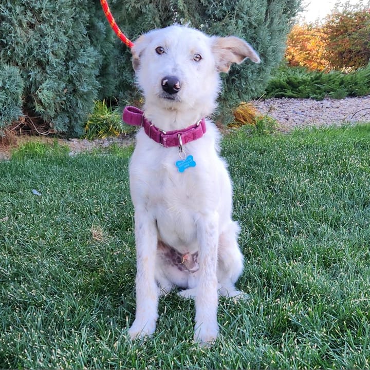 Maclean-Cameron Animal Adoption Center Pet of the Week - Colt