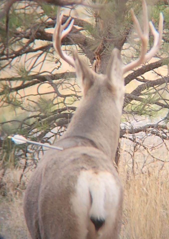 Wardens Investigating Live Mule Deer Buck Shot With Arrow in Billings Neighborhood