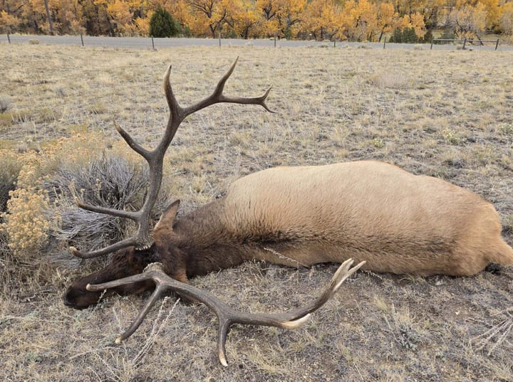 Wardens Seeking Information on Unlawfully Killed Bull Elk