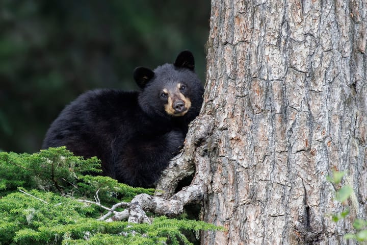 Child Hospitalized in Black Bear Attack South of Red Lodge