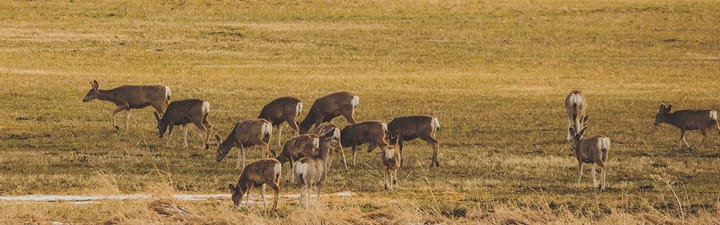 CWD Detected for First Time in Hunting District 404