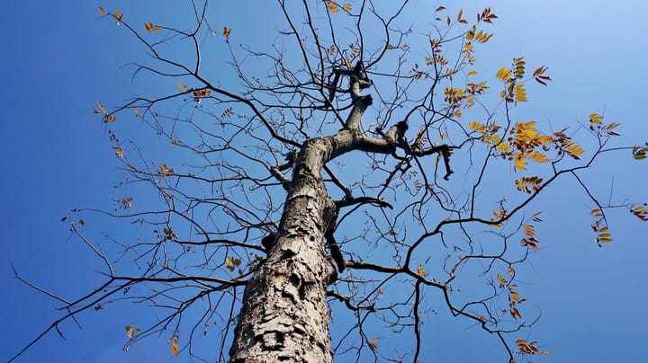 American Elm Trees Facing Difficulties in Great Falls