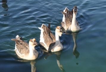 Waterfowl Round-Up at Gibson Park Friday