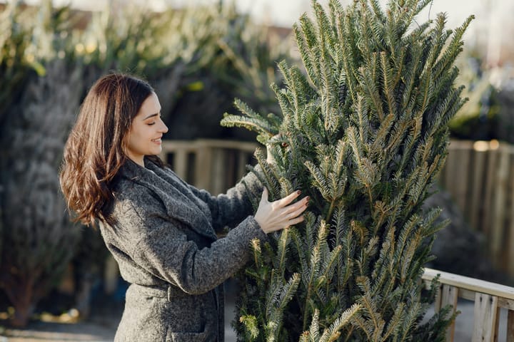 Christmas Tree Recycling Project