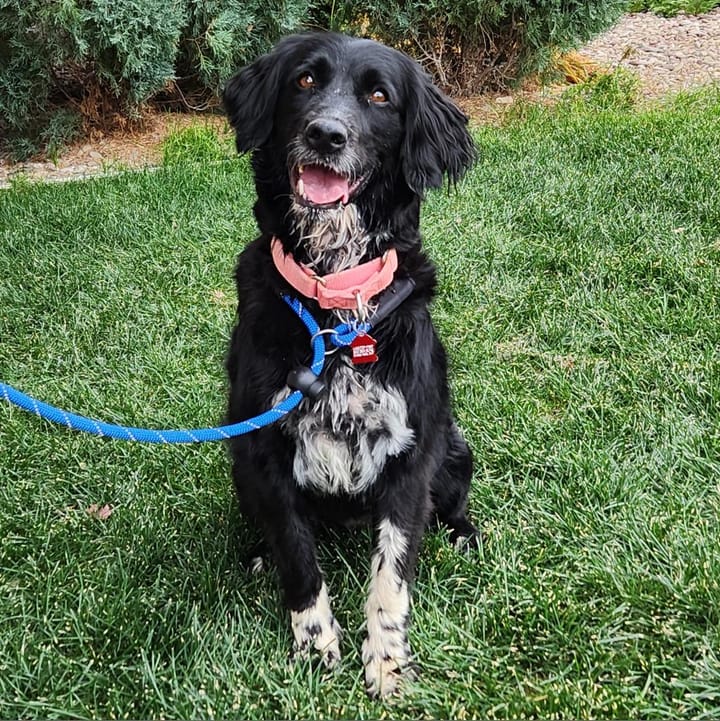 Maclean-Cameron Animal Adoption Center Pet of the Week - Evea