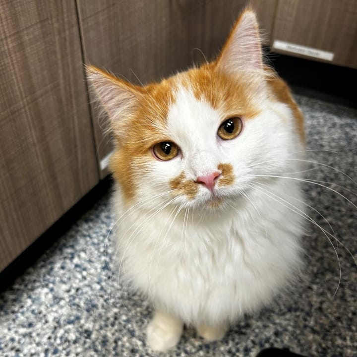Maclean-Cameron Animal Adoption Center Pet of the Week - Frog and Toad