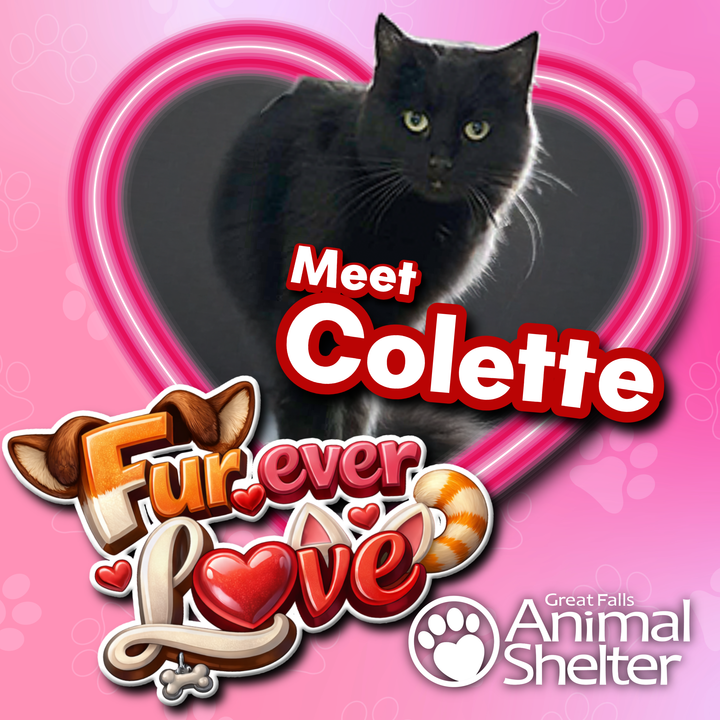 Fur-Ever Love - Colette