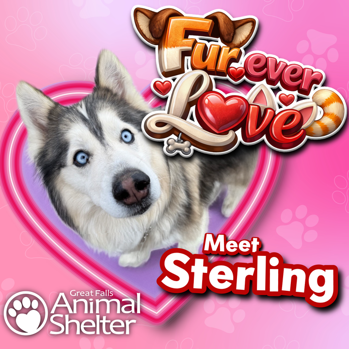 Fur-Ever Love - Sterling