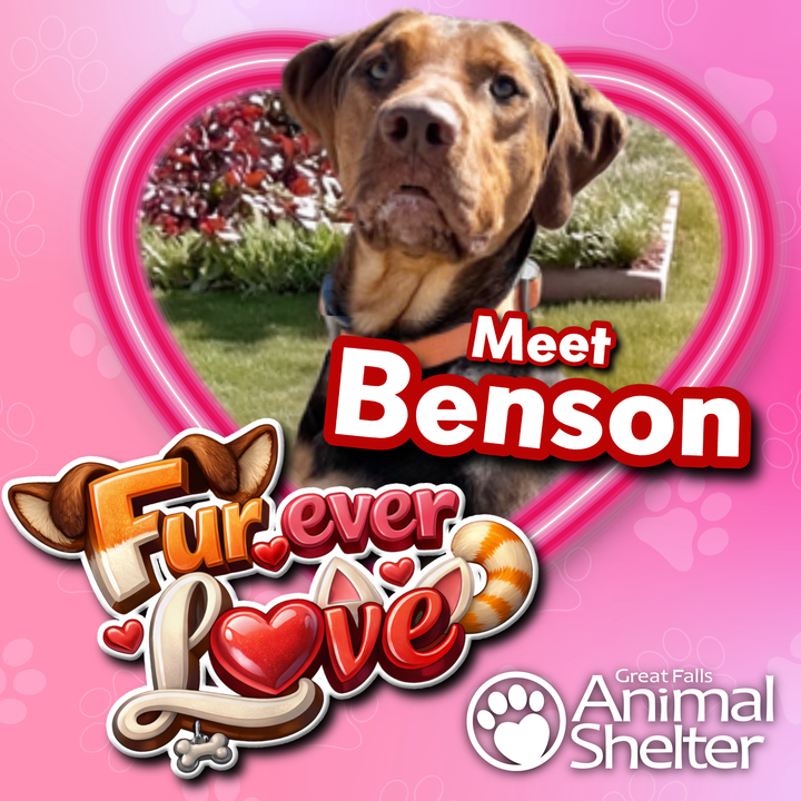 Fur-Ever Love - Benson