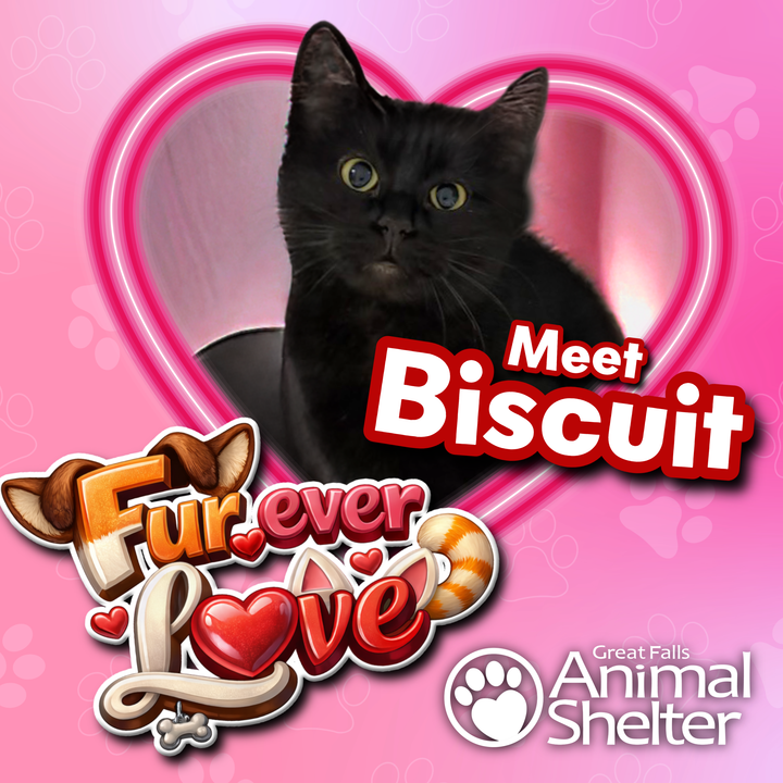 Fur-Ever Love - Biscuit