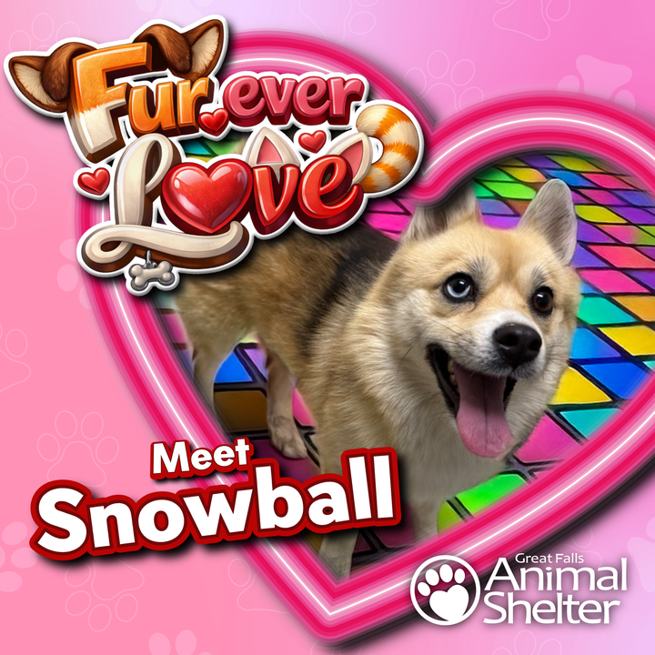 Fur-Ever Love - Snowball