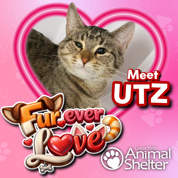Fur-Ever Love - Utz
