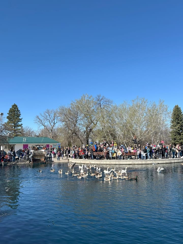 Duck Release Rescheduled Due To Weather