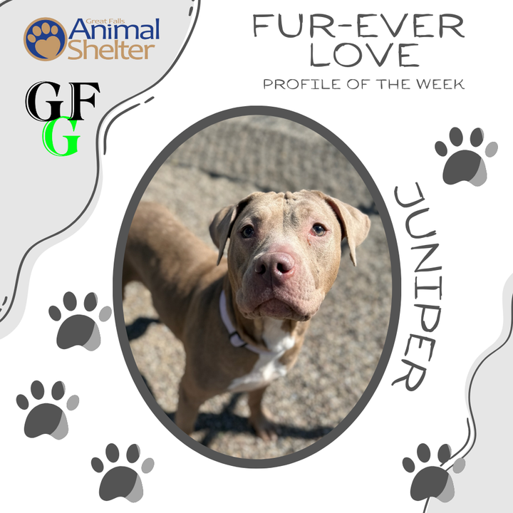 Fur-Ever Love - Juniper