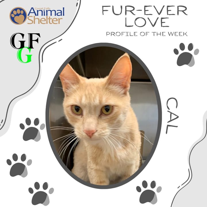 Fur-Ever Love - Cal