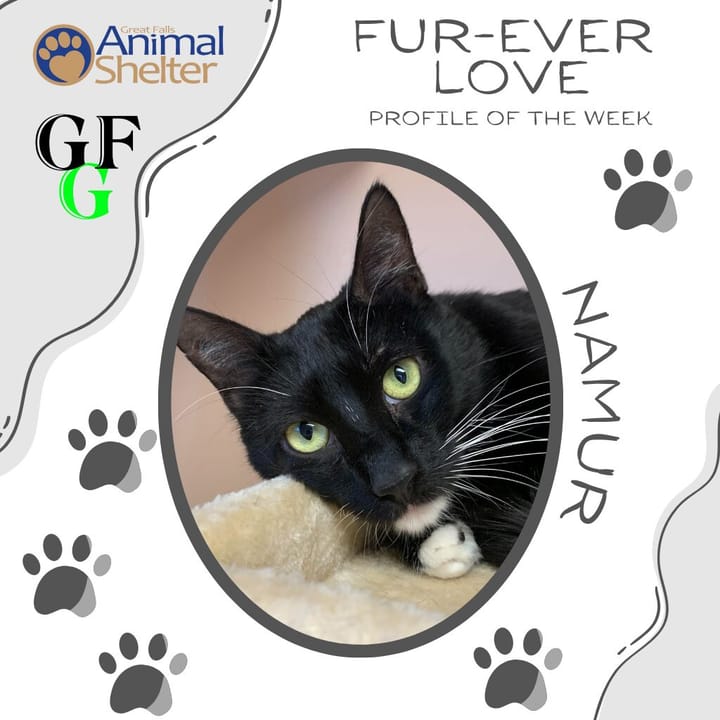 Fur-Ever Love - Namur