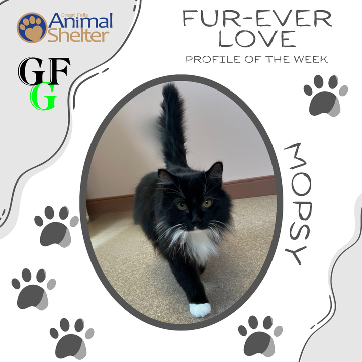 Fur-Ever Love - Mopsy
