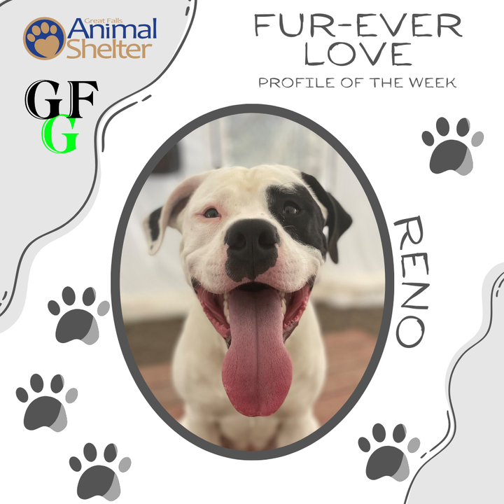 Fur-Ever Love - Reno