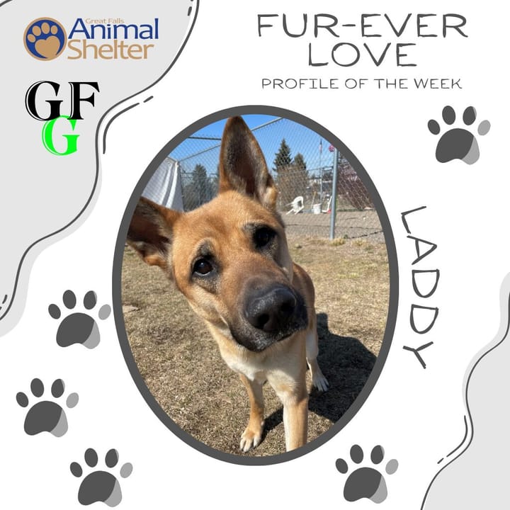 Fur-Ever Love - Laddy