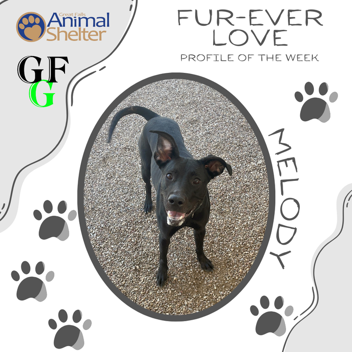 Fur-Ever Love - Melody