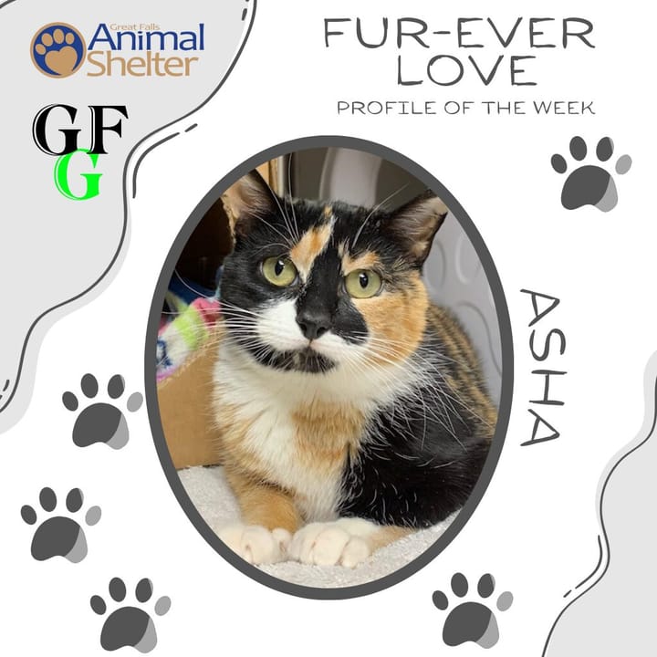 Fur-Ever Love - Asha